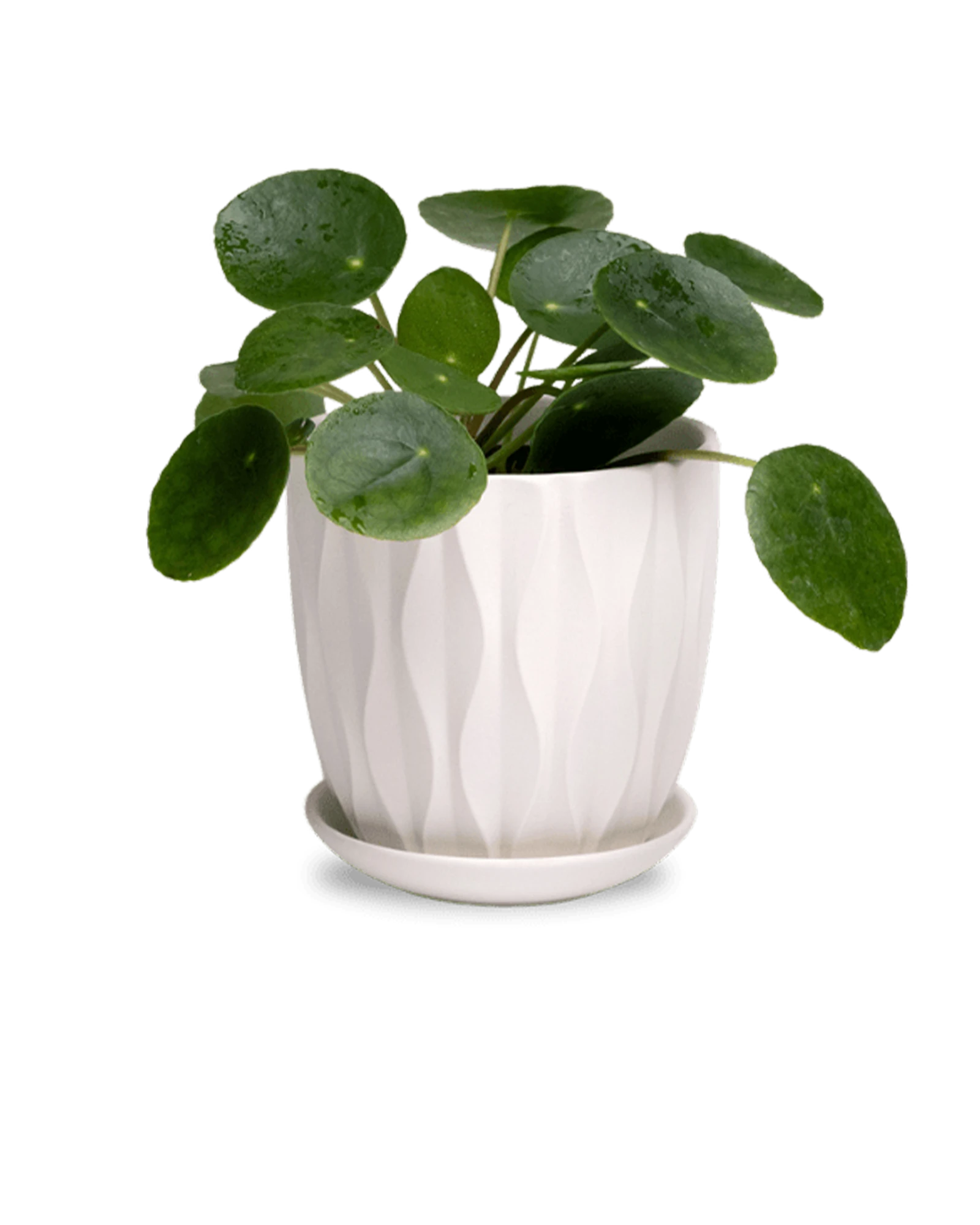 Chive Virago E small white porcelain pot with drainage and saucer styled with a plant.