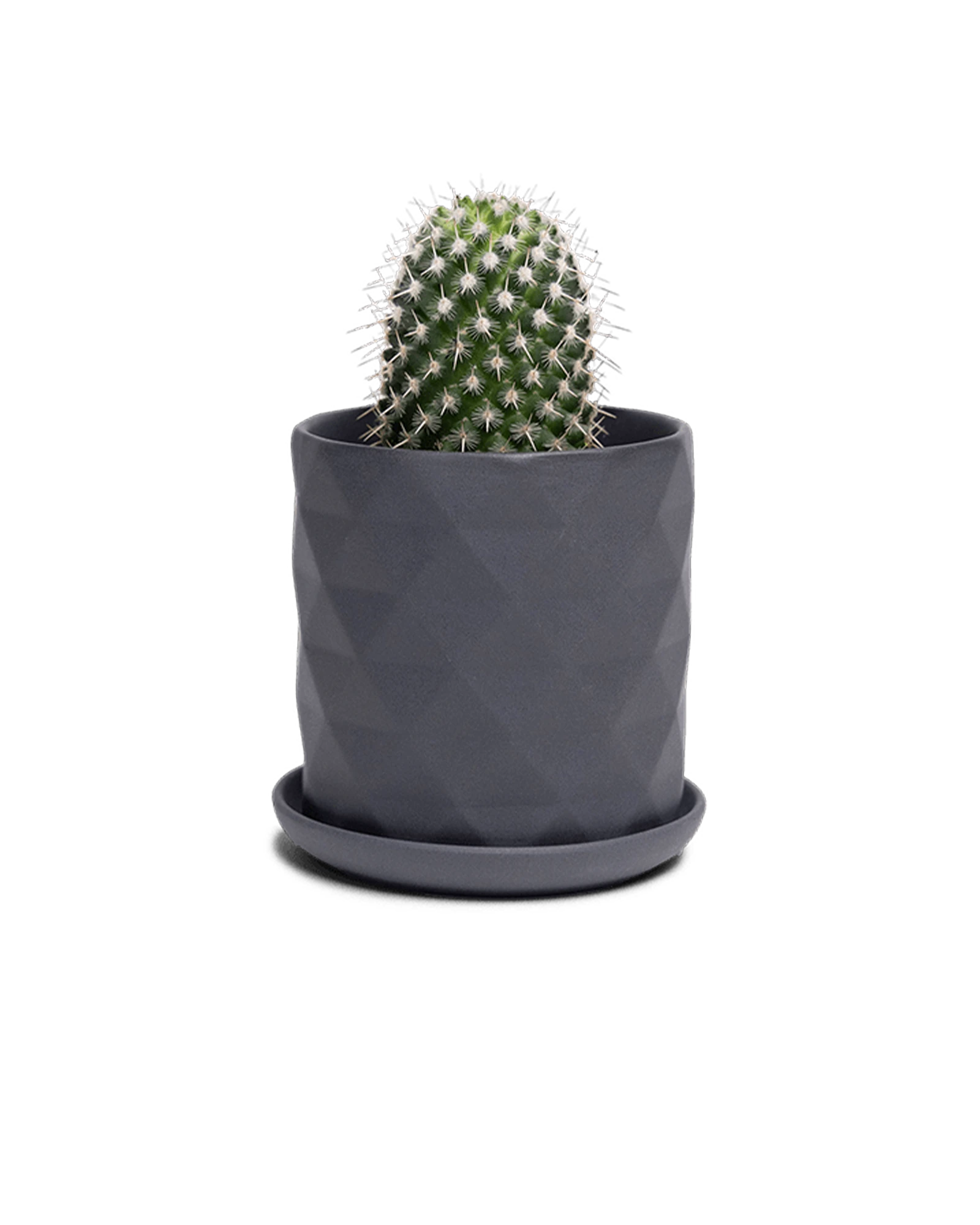 Chive Virago F small black porcelain pot with drainage and saucer styled with a cactus plant.