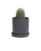 Chive Virago F small black porcelain pot with drainage and saucer styled with a cactus plant.