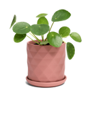 Chive Virago F small clay terracotta porcelain pot with drainage and saucer styled with a plant.