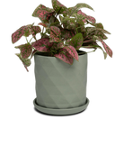 Chive Virago F medium olive porcelain pot with drainage and saucer styled with a plant.