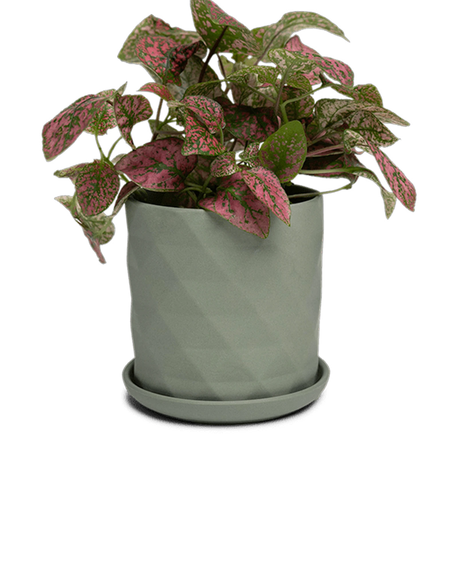 Chive Virago F medium olive porcelain pot with drainage and saucer styled with a plant.