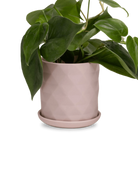 Chive Virago F medium soft pink porcelain pot with drainage and saucer styled with a plant.