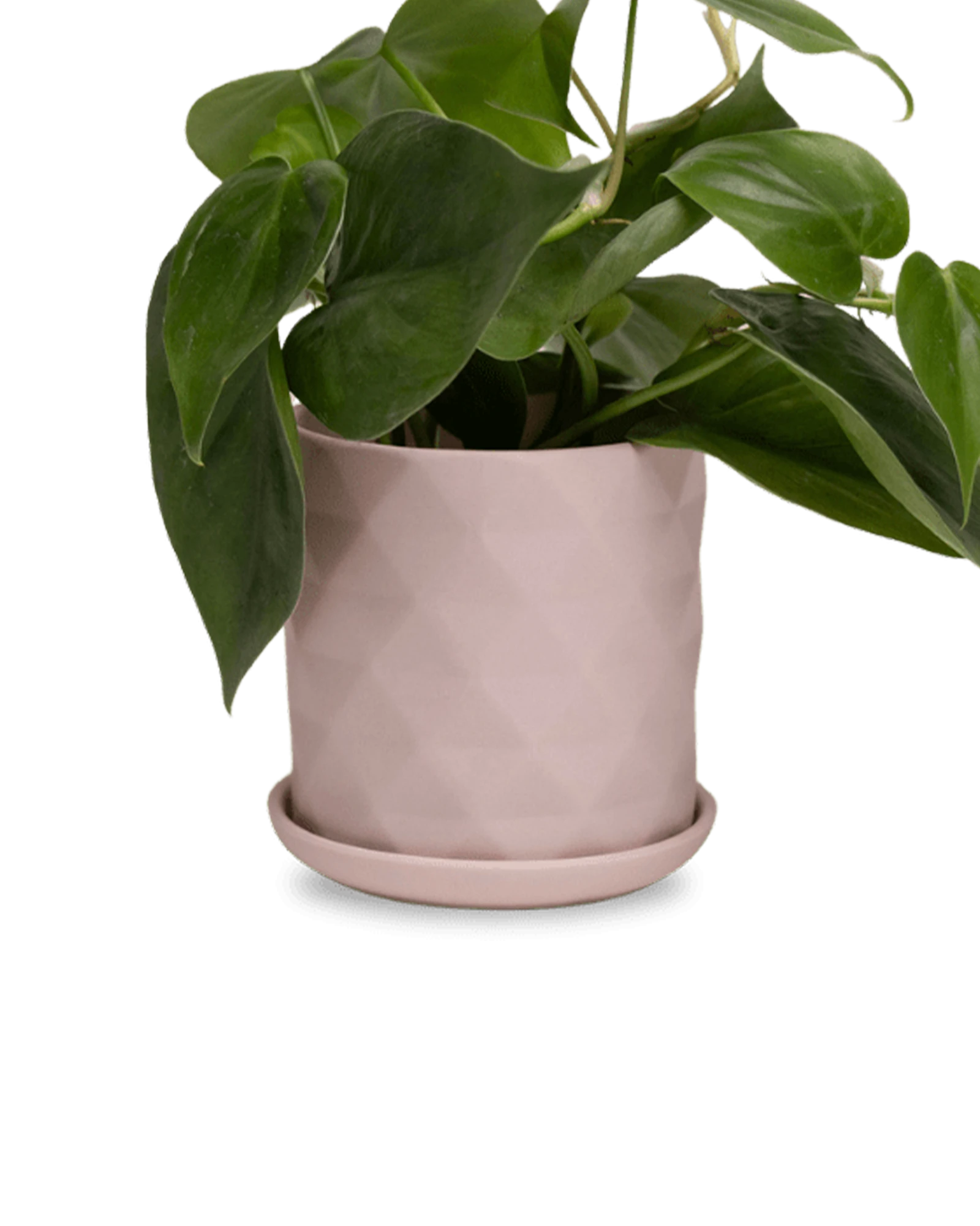 Chive Virago F small soft pink porcelain pot with drainage and saucer styled with a plant.