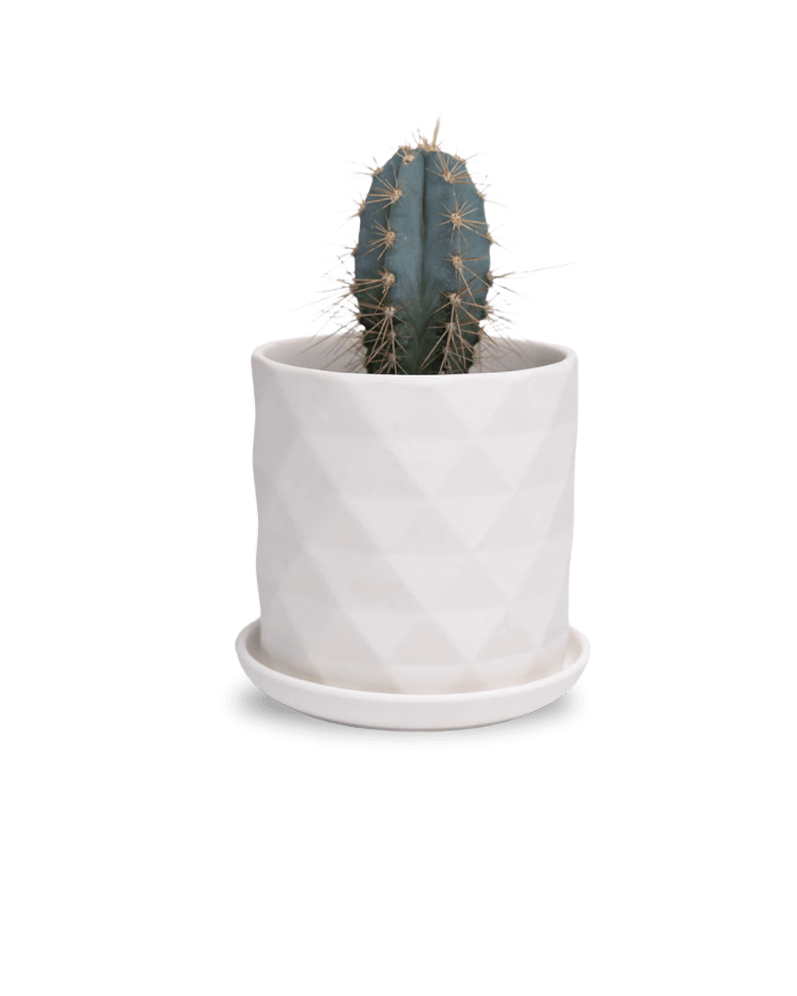 Chive Virago F small white porcelain pot with drainage hole and detachable saucer styled with a cactus plant.