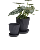Two Chive Virago G black porcelain pots with drainage and saucers styled with a plant in medium and small.