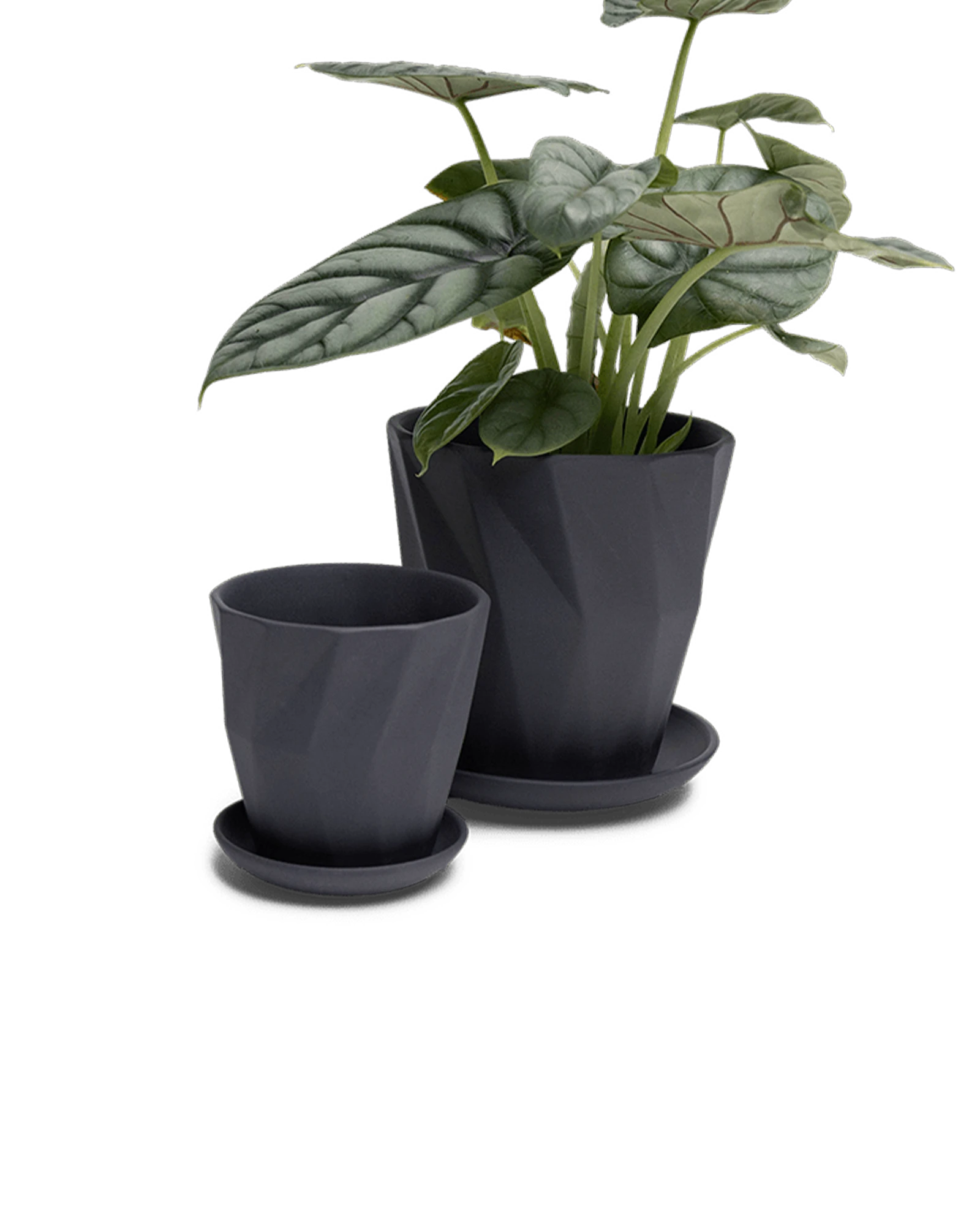 Two Chive Virago G black porcelain pots with drainage and saucers styled with a plant in small and medium.