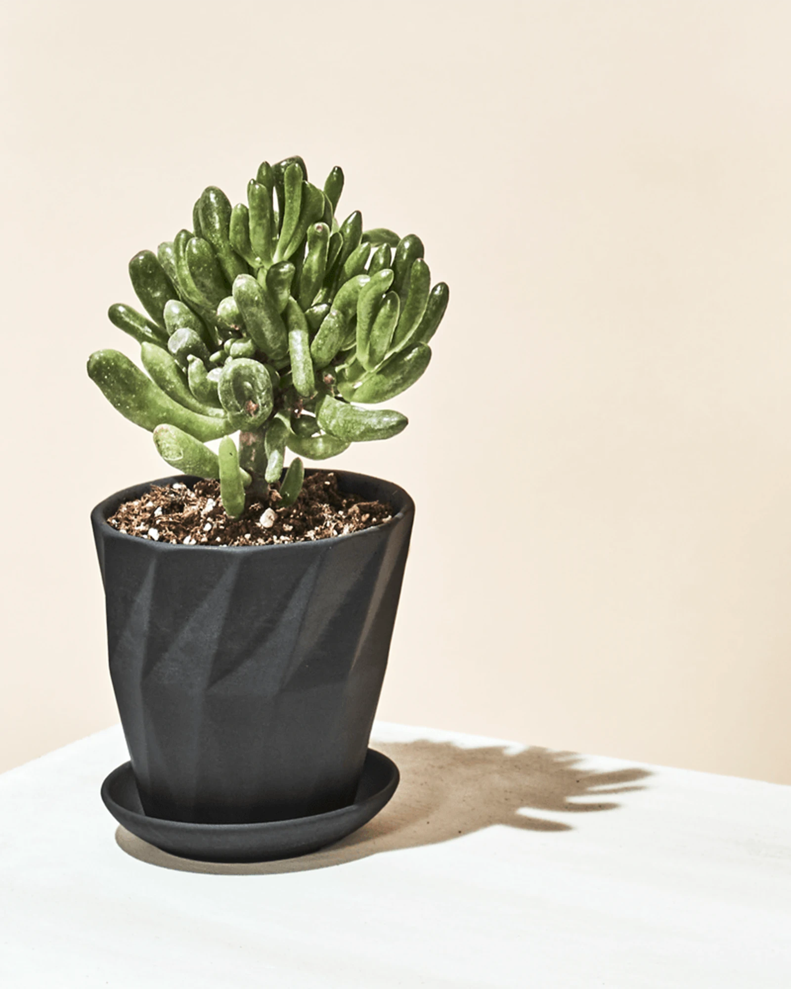 Chive Virago G small black porcelain pot with drainage and saucer styled with a plant in a bright minimalistic room.