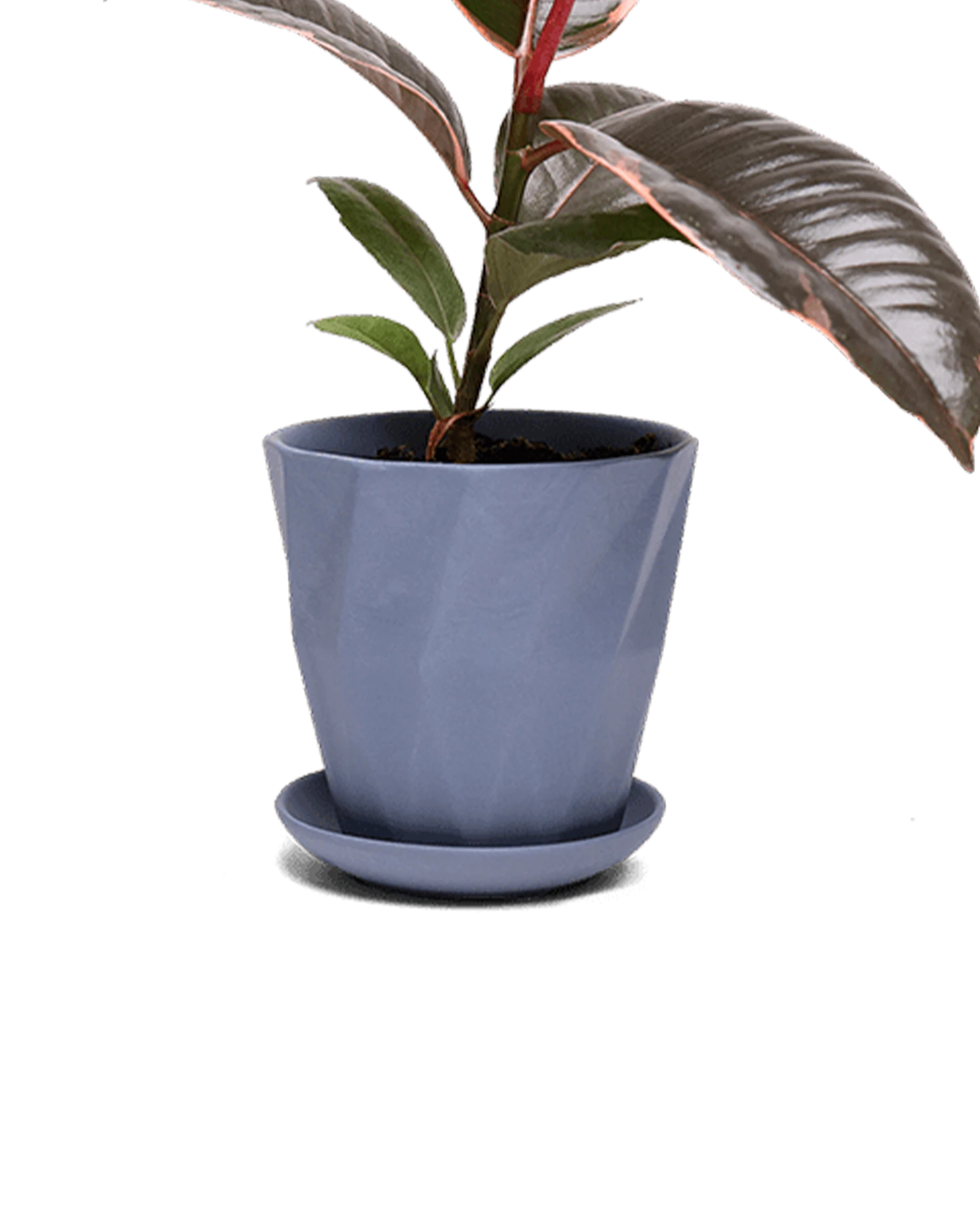 Chive Virago G medium blue grey porcelain pot with drainage and saucer styled with a plant.