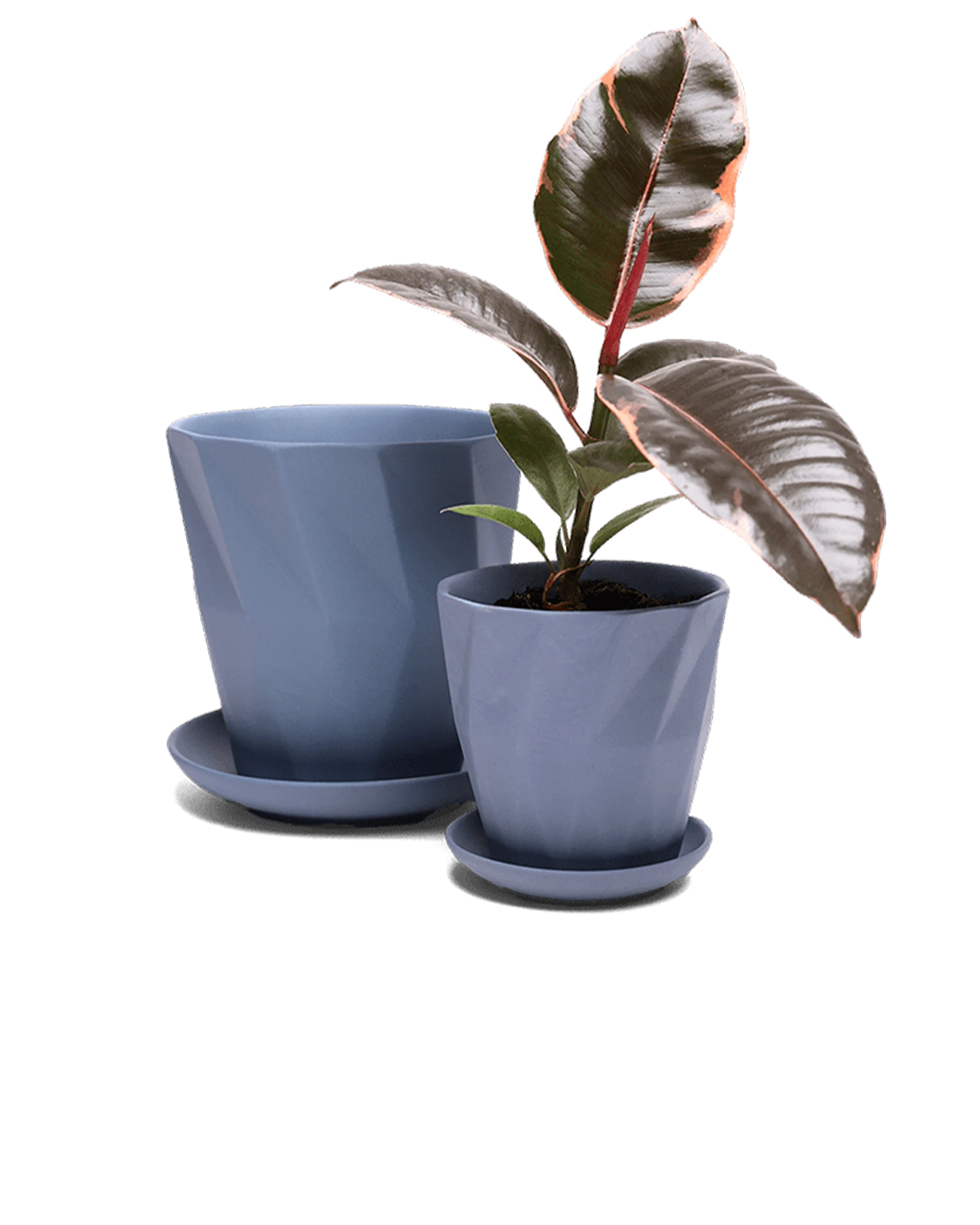 Two Chive Virago G blue grey porcelain pots with drainage and saucers styled with a plant in medium and small.