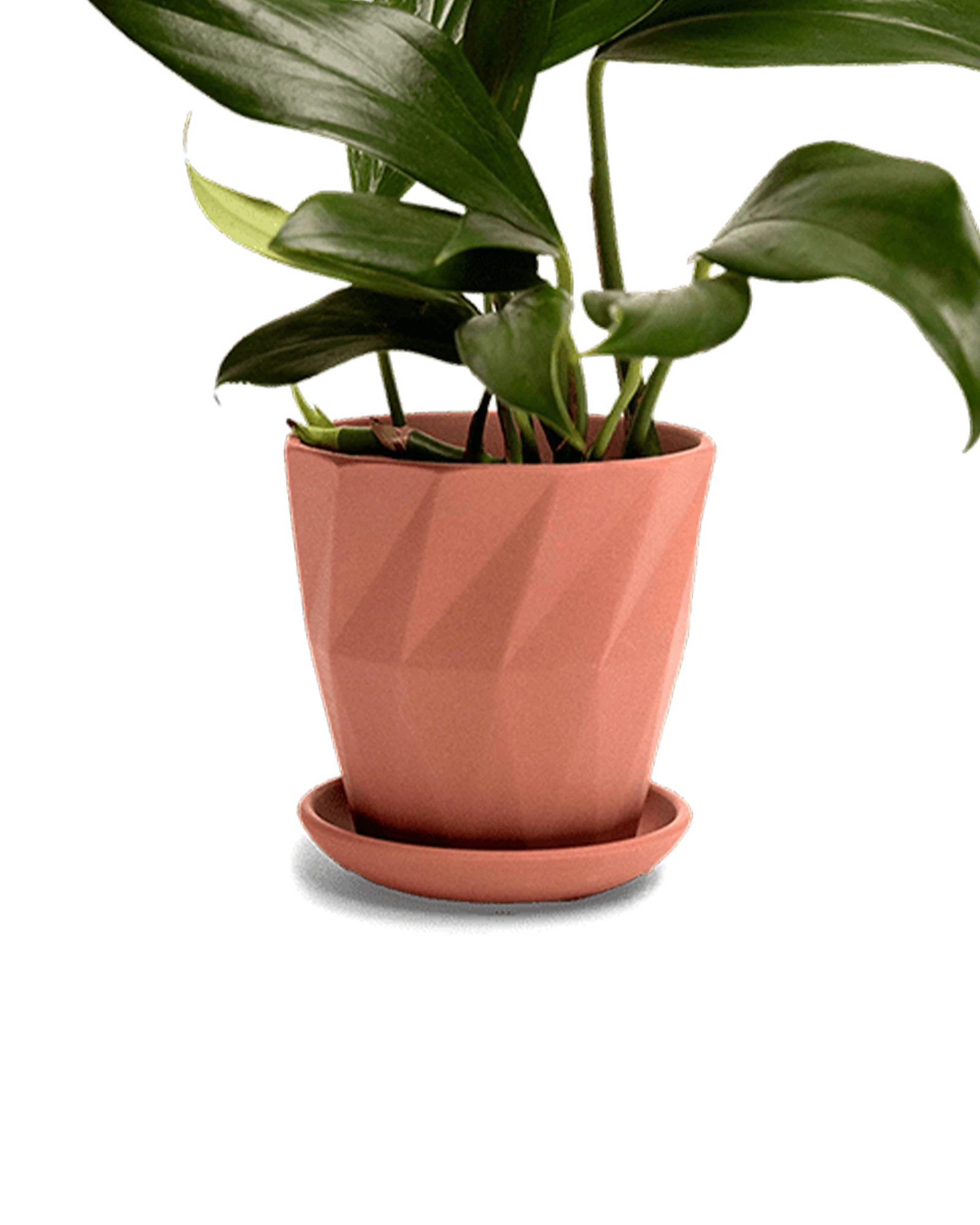 Chive Virago G medium clay terracotta porcelain pot with drainage and saucer styled with a plant.