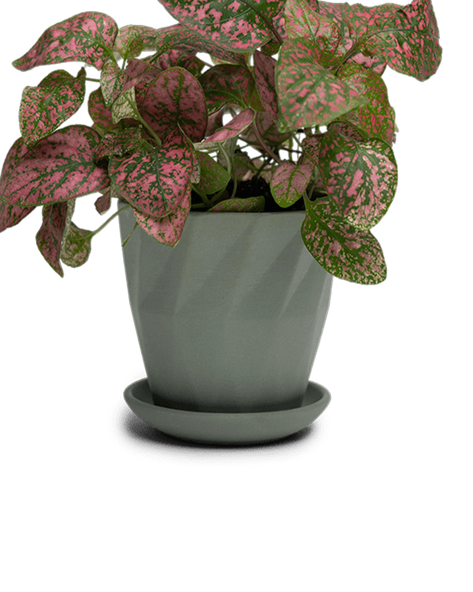 Chive Virago G medium olive porcelain pot with drainage and saucer styled with a plant.