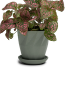 Chive Virago G medium olive porcelain pot with drainage and saucer styled with a plant.