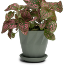 Chive Virago G small olive porcelain pot with drainage and saucer styled with a plant.