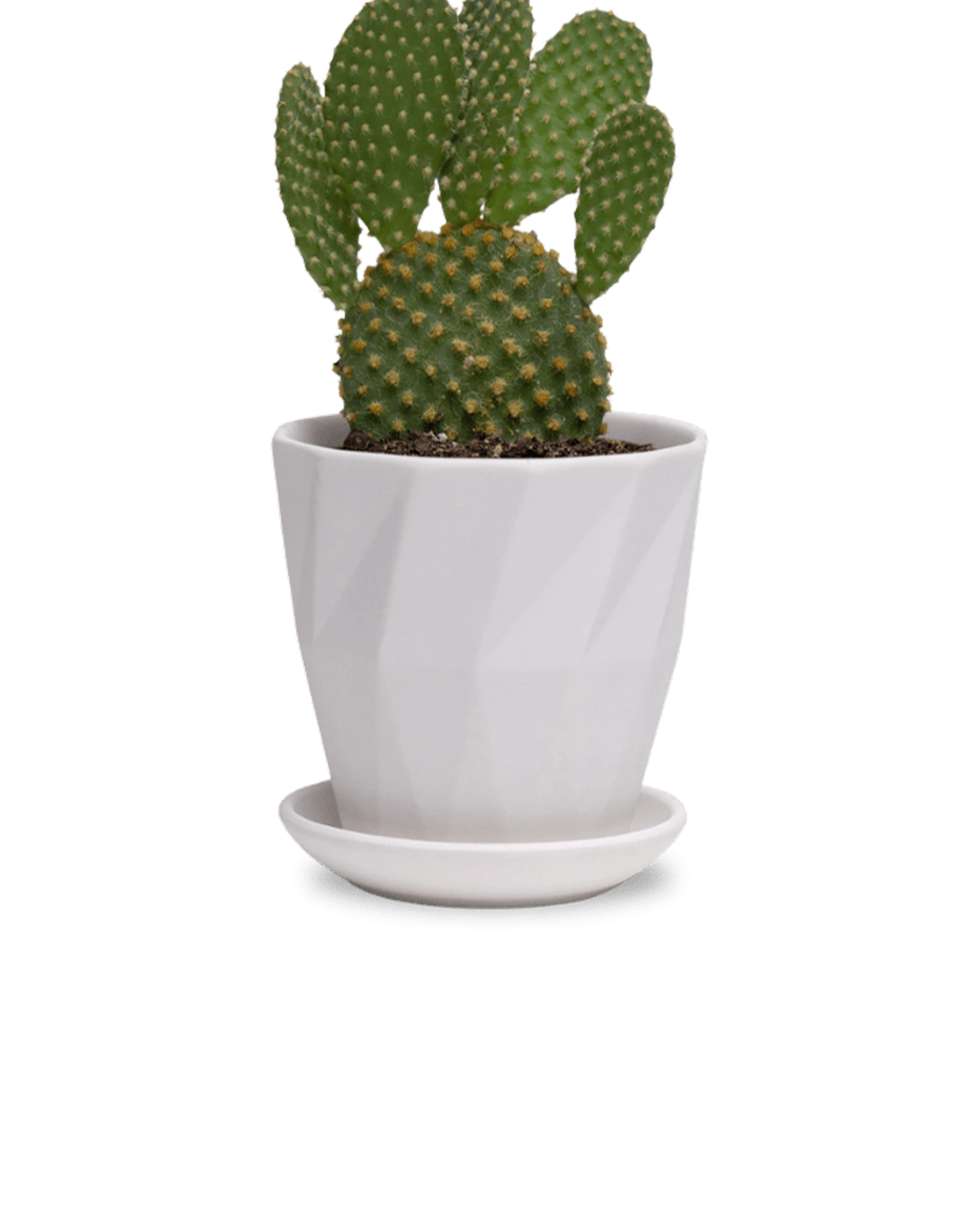Chive Virago G small white porcelain pot with drainage and saucer styled with a cactus plant.