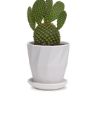 Chive Virago G small white porcelain pot with drainage and saucer styled with a cactus plant.