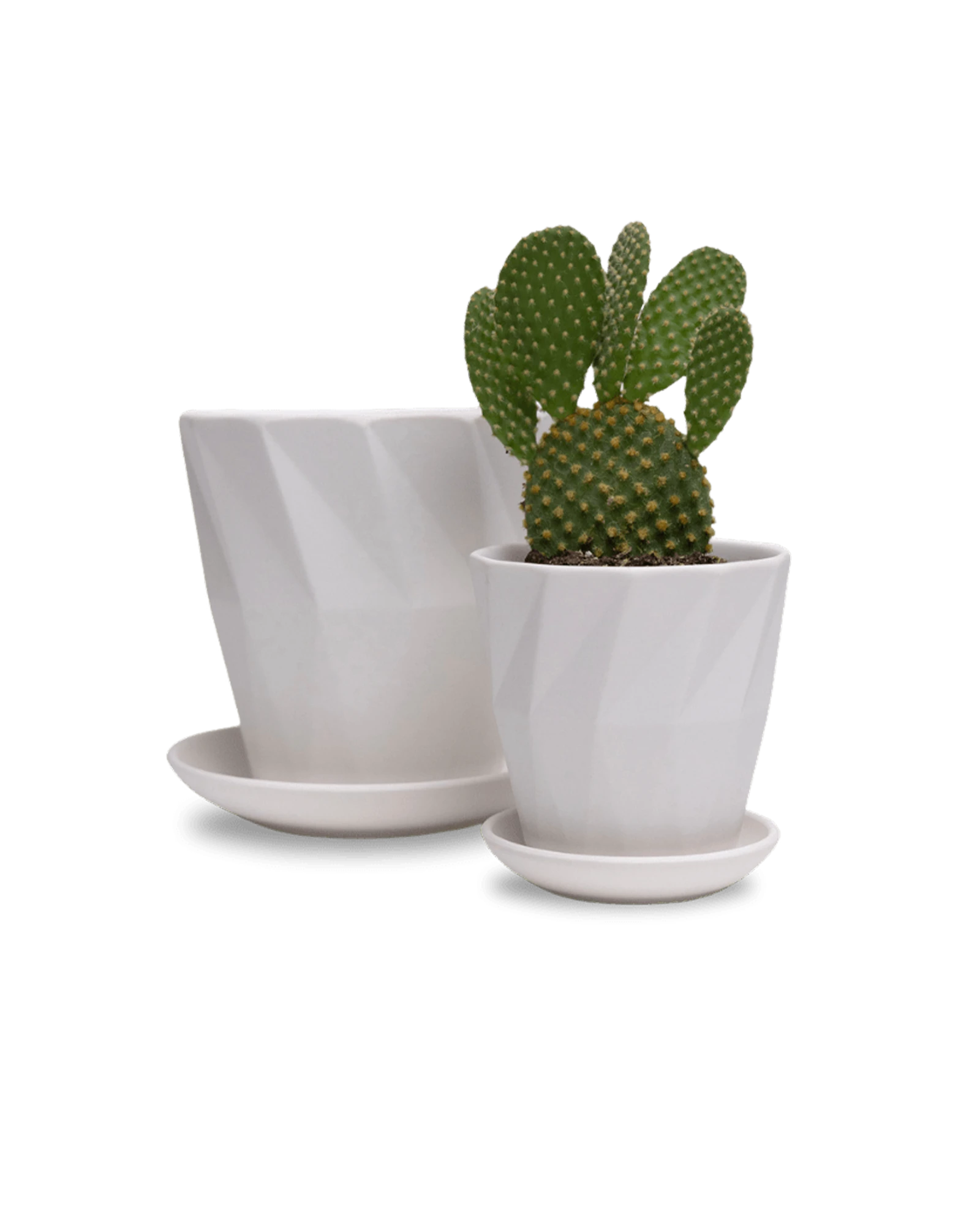 Two Chive Virago G white porcelain pots with drainage and saucers styled with a cactus plant in size small and medium.