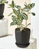 Chive Virago H medium black porcelain pot styled with a plant in a bright minimalistic setting.