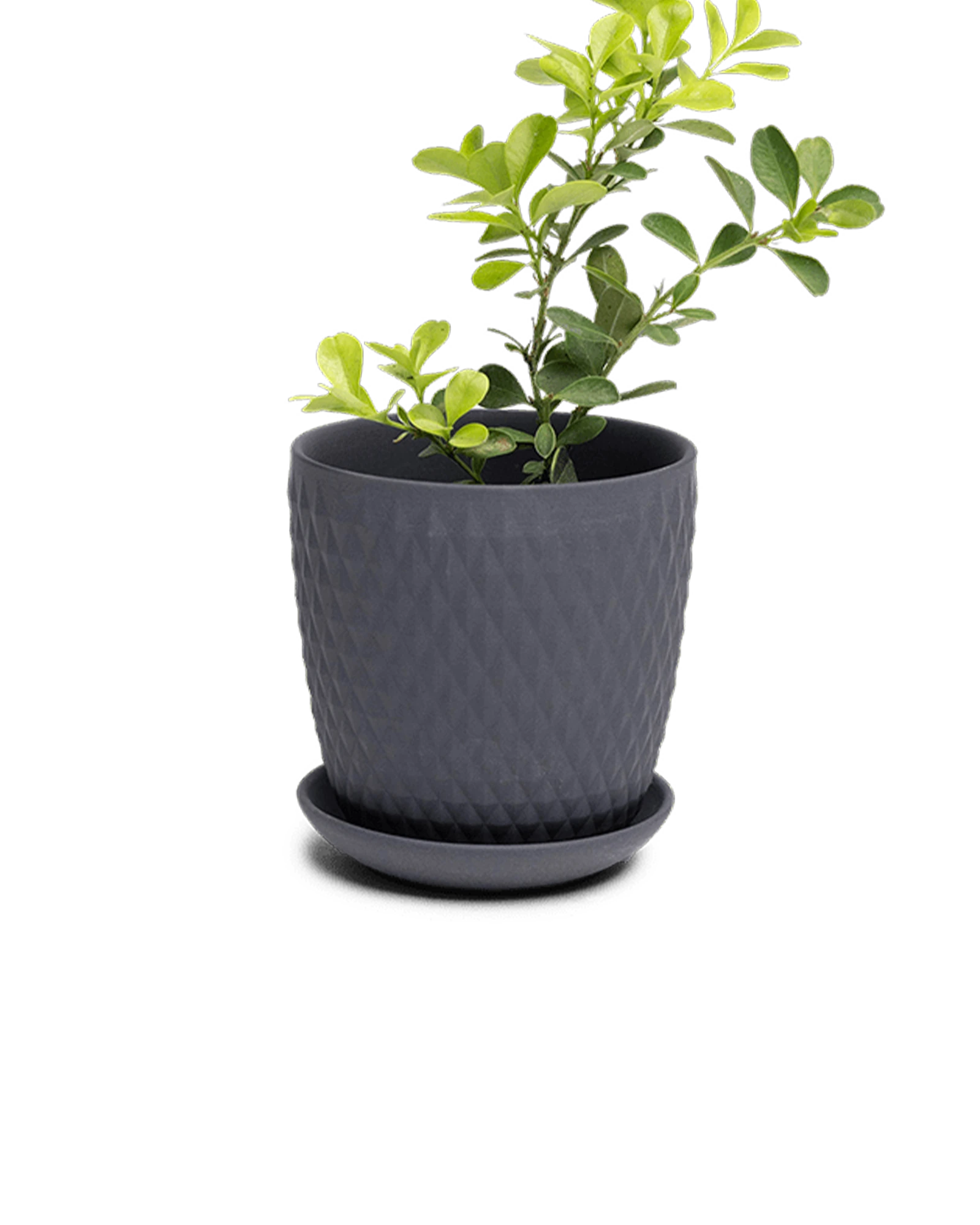 Chive Virago H small black porcelain pot with drainage and saucer styled with a plant.