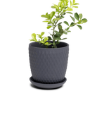 Chive Virago H small black porcelain pot with drainage and saucer styled with a plant.