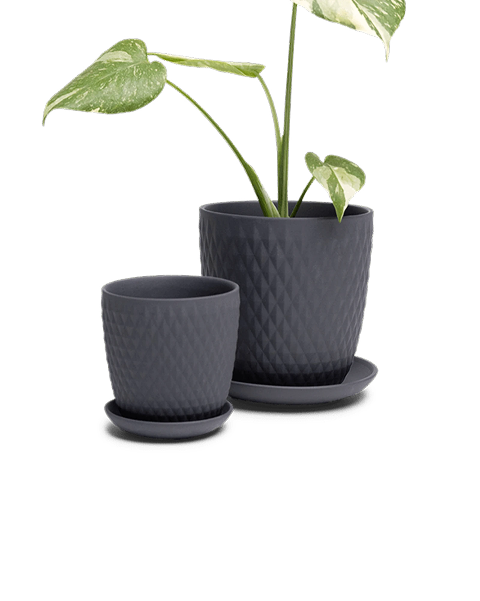Two Chive Virago H black porcelain pots with drainage and detachable saucers styled with a plant in small and medium.