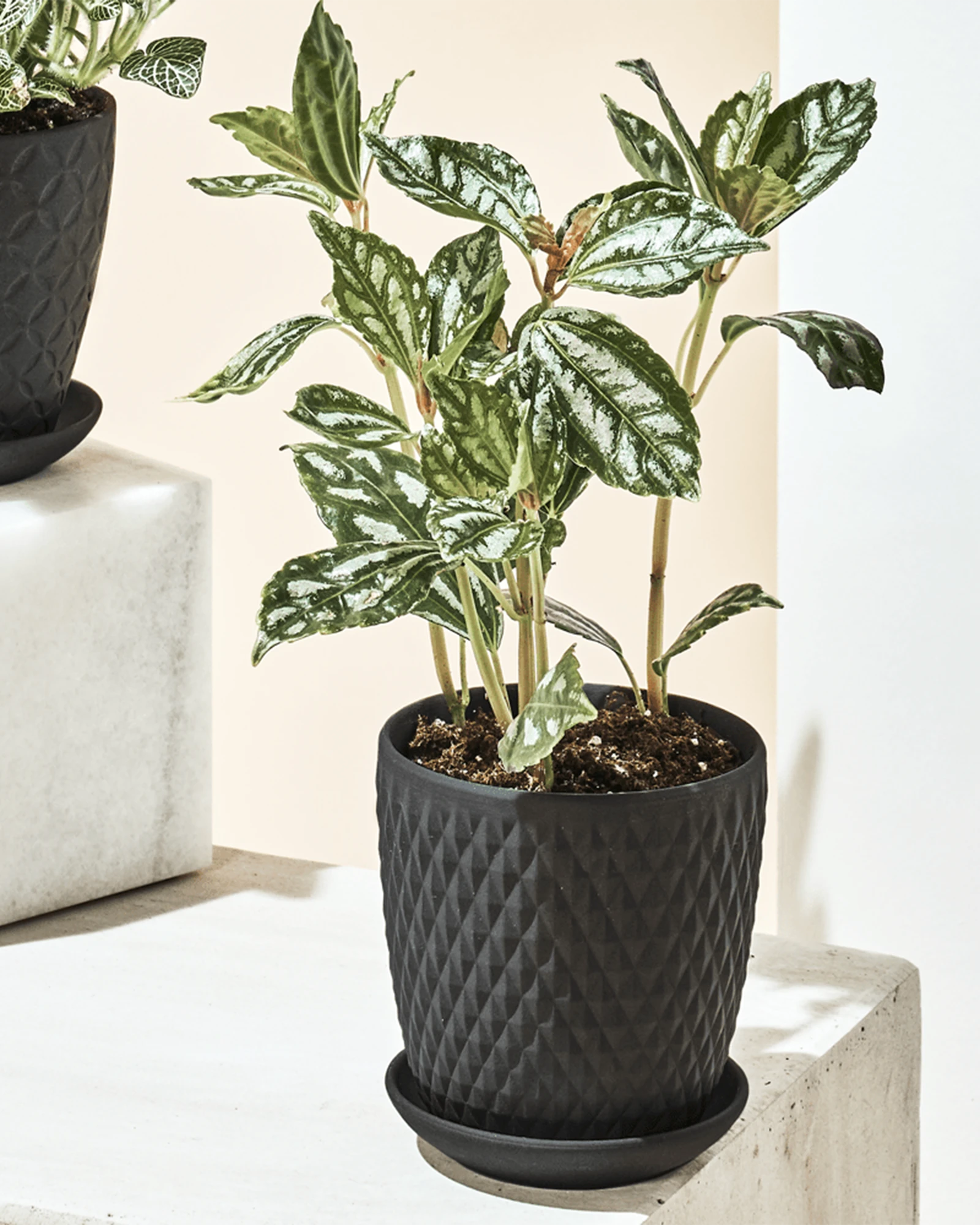 Chive Virago H small black porcelain pot with drainage and saucer styled with a plant in a bright minimalistic room.