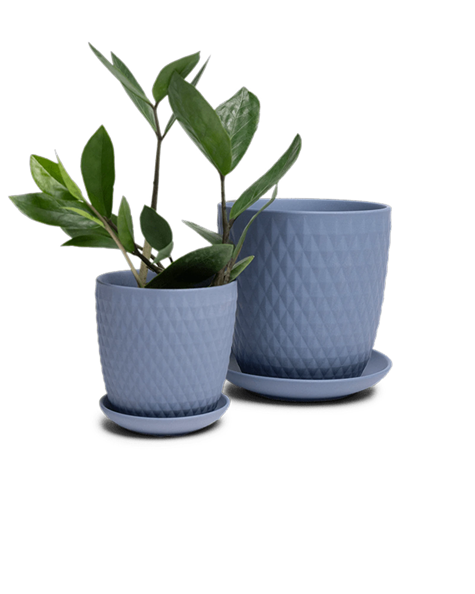 Two Chive Virago H blue grey porcelain pots with drainage and saucers styled with a plant in medium and small.