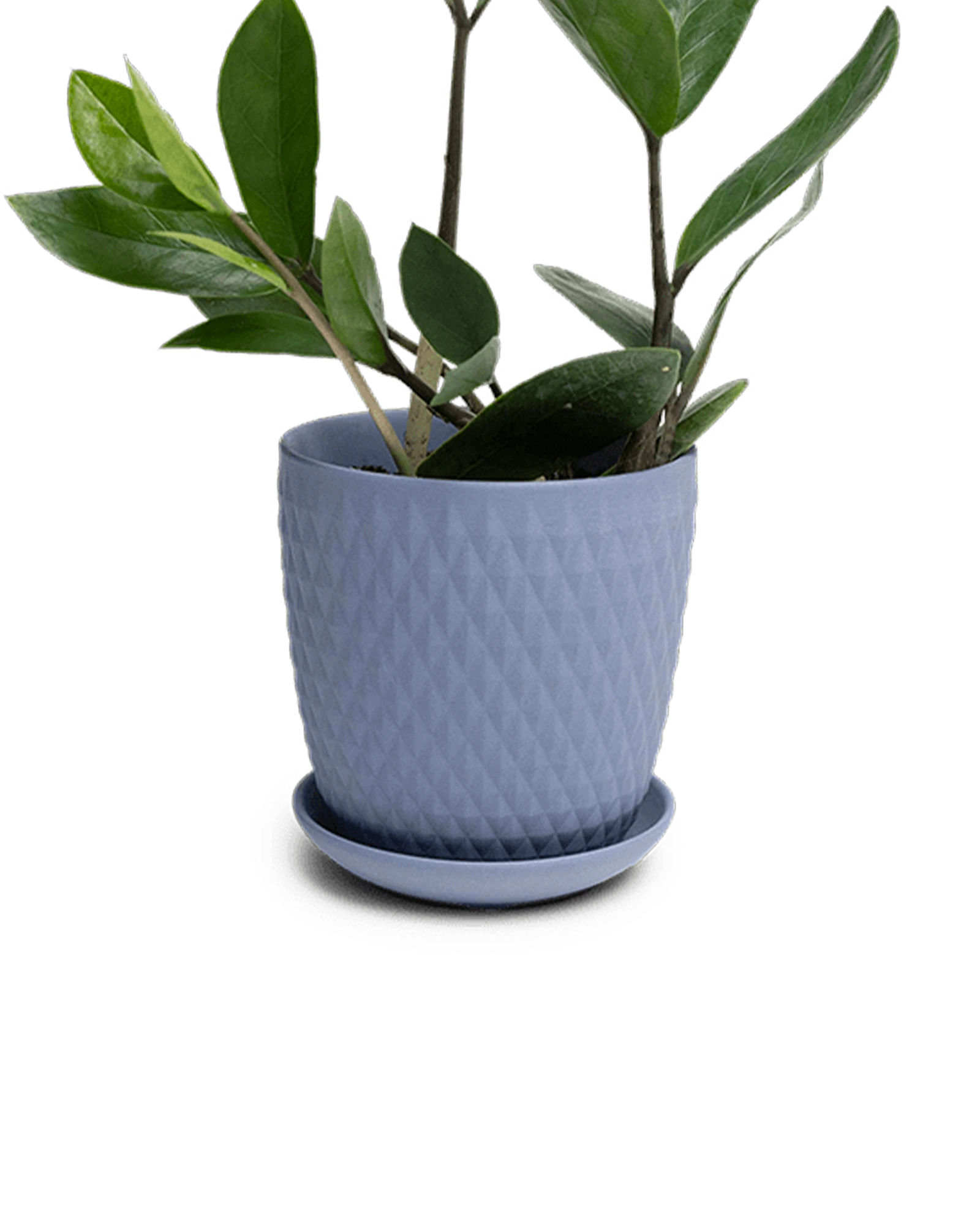 Chive Virago H small blue grey porcelain pot with drainage and saucer styled with a plant.