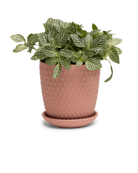 Chive Virago H small clay terracotta porcelain pot with drainage and saucer styled with a fittonia plant.