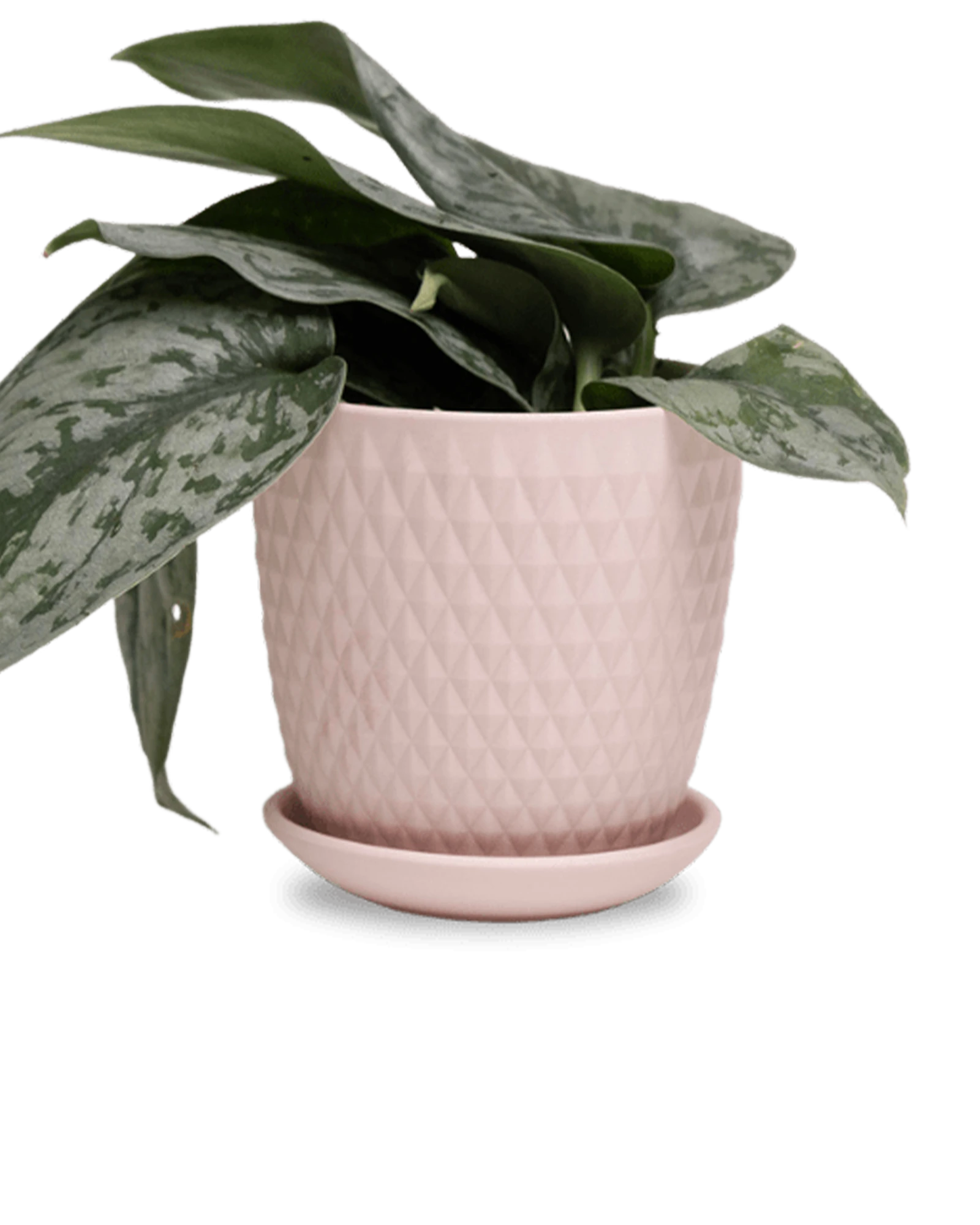 Chive Virago H medium soft pink porcelain pot with drainage and saucer styled with a plant.