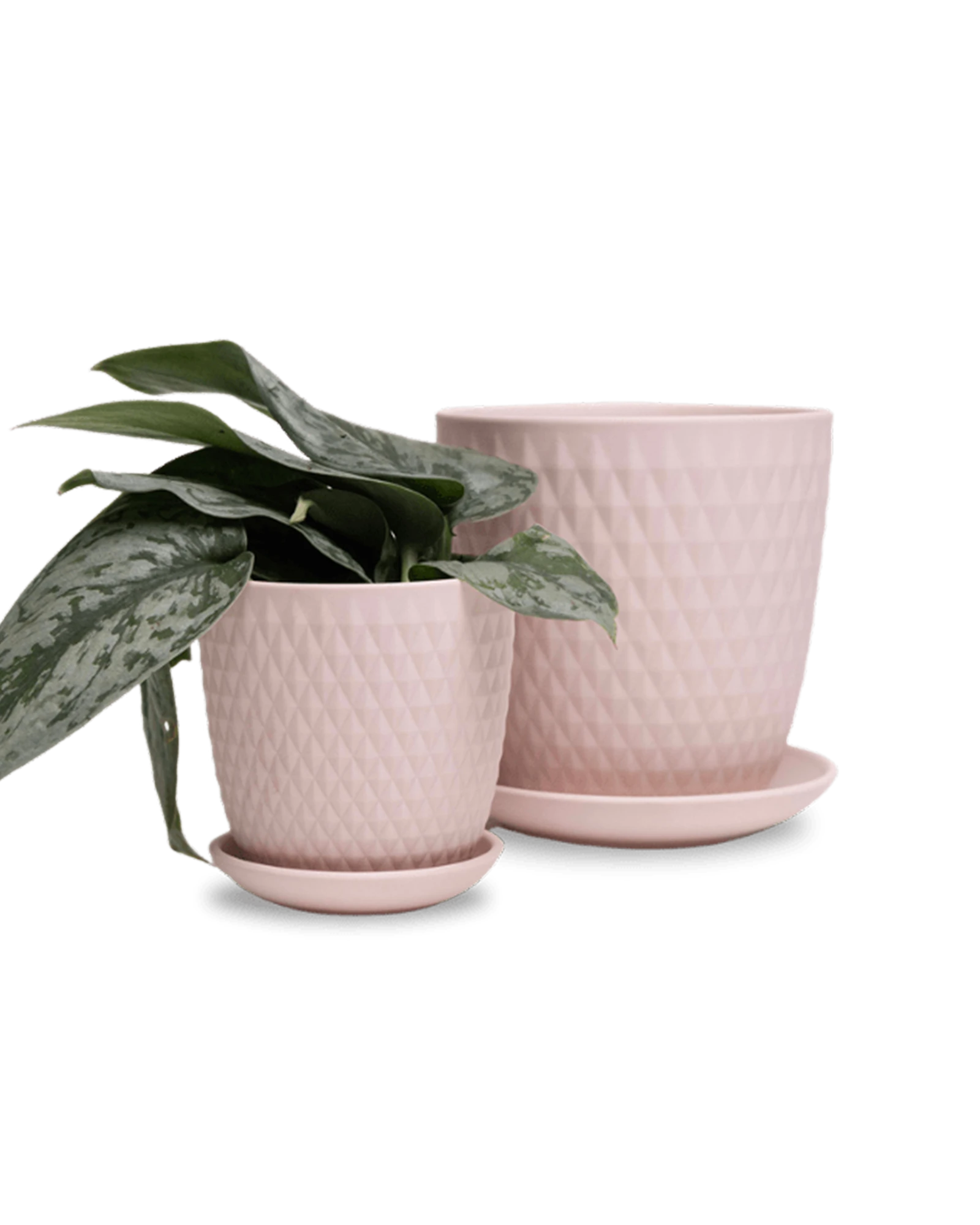 Two Chive Virago H soft pink porcelain pots with drainage and saucers styled with plants in medium and small.