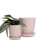 Two Chive Virago H soft pink porcelain pots with drainage and saucers styled with plants in medium and small.