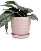 Chive Virago H small soft pink porcelain pot with drainage and saucer styled with a plant.