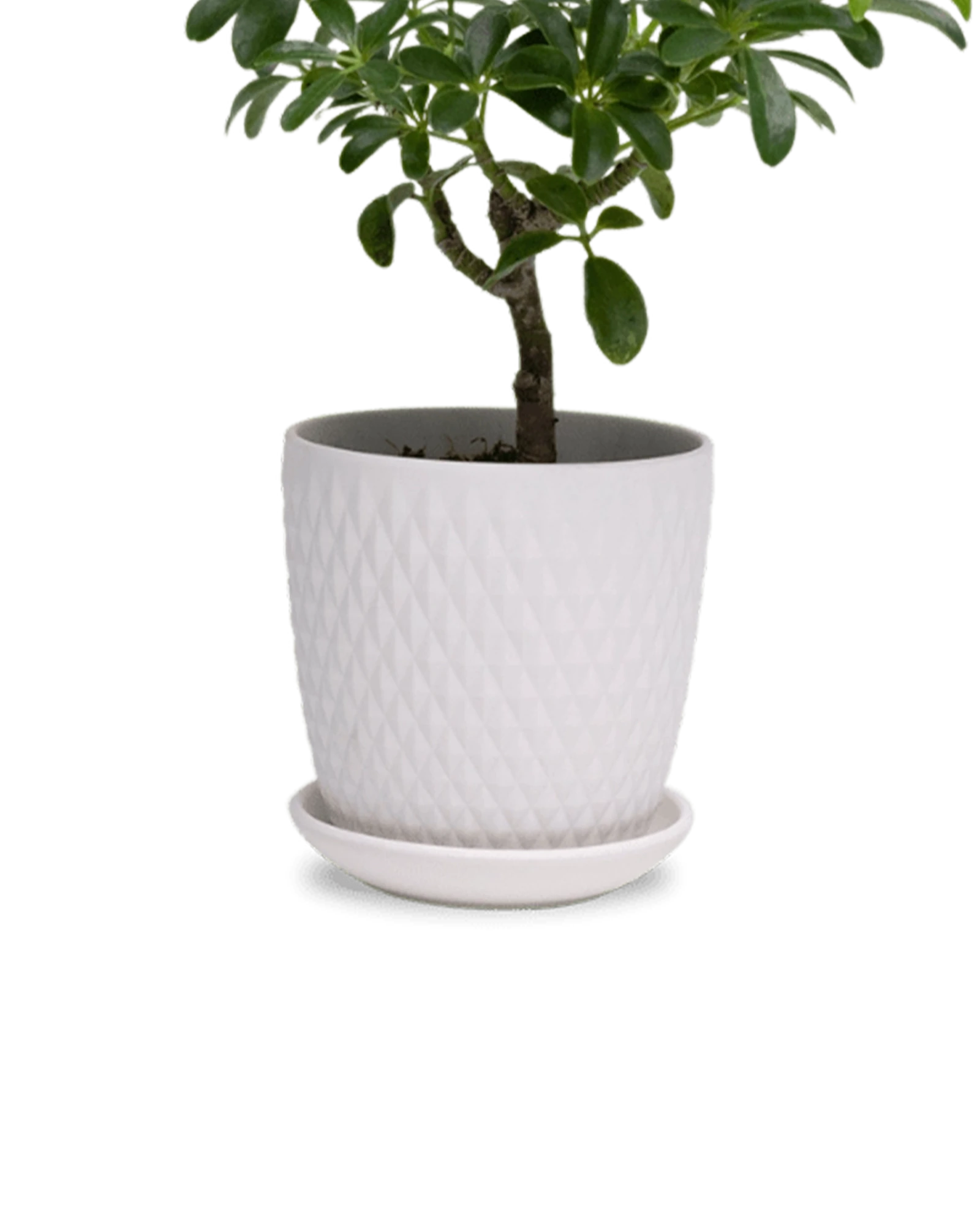 Two Chive Virago H white porcelain pots with drainage and saucers styled with a plant in size small and medium.