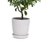 Chive Virago H small white porcelain pot with drainage and saucer styled with a plant.