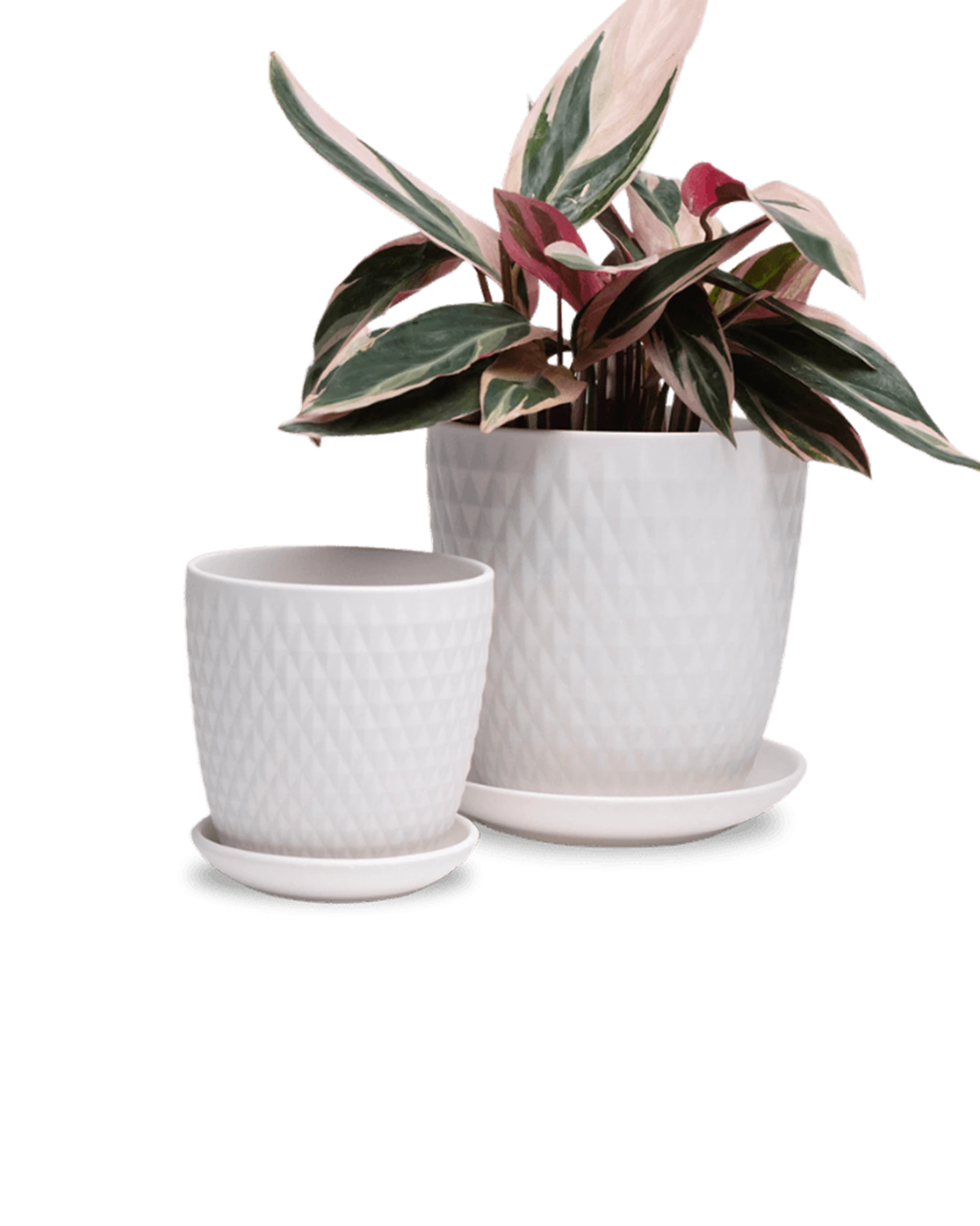 Two Chive Virago H white porcelain pots with drainage and saucers styled with a plant in size small and medium.