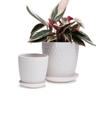 Two Chive Virago H white porcelain pots with drainage and saucers styled with a plant in size small and medium.