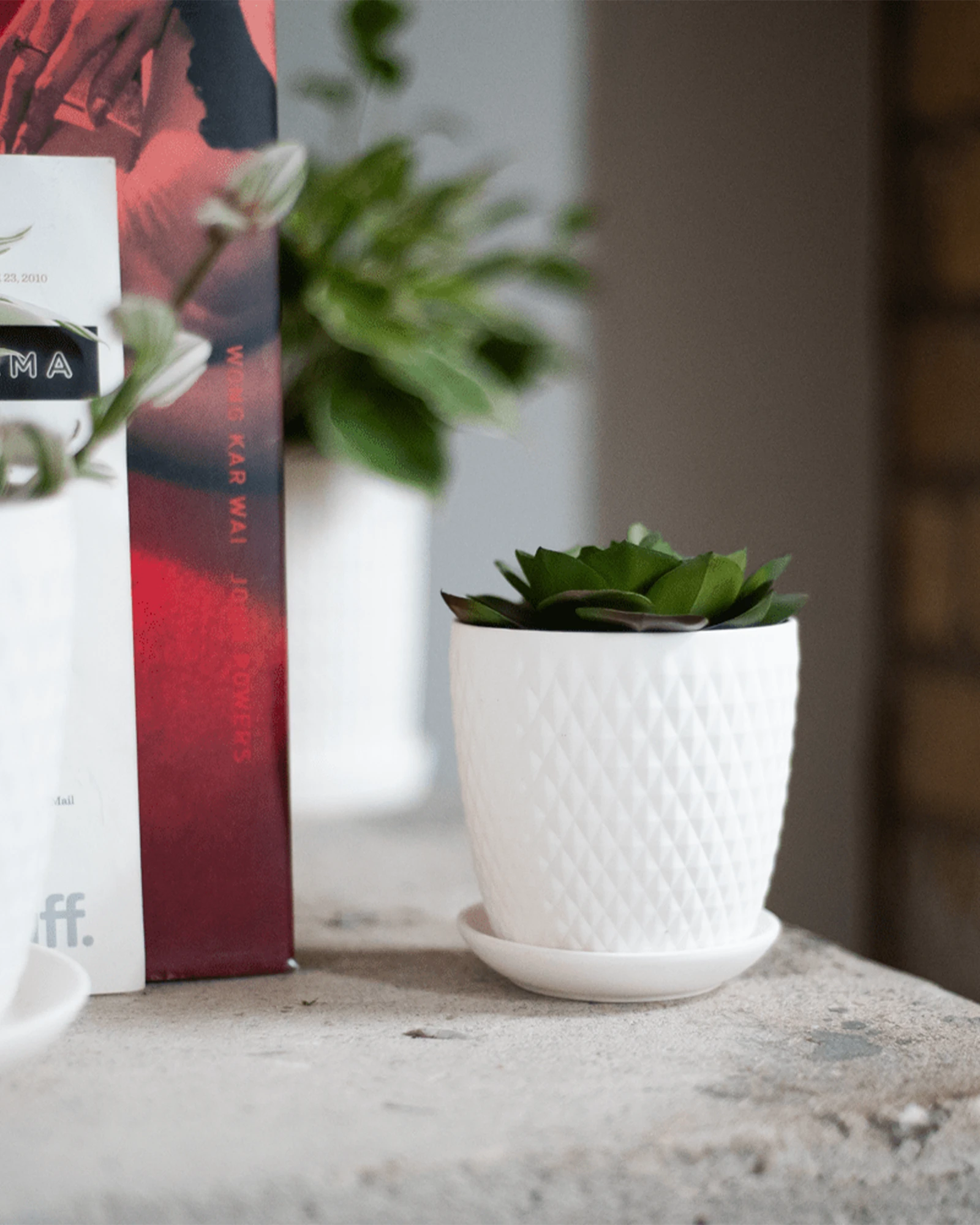 Chive Virago H small white porcelain pot with drainage and saucer styled with a succulent, on a bookshelf indoor.