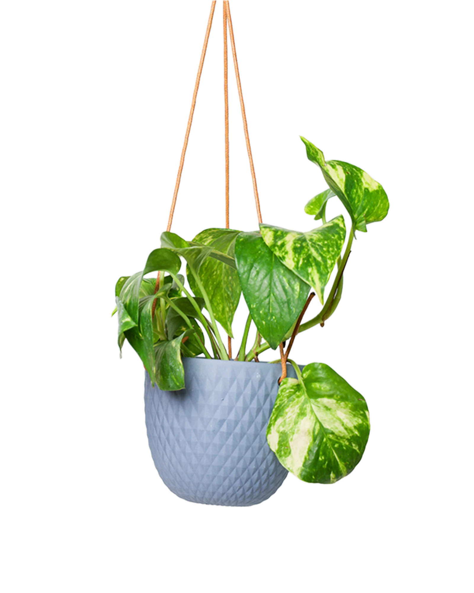 Chive Virago B blue grey ceramic  hanging planter with no drainage styled with a plant.