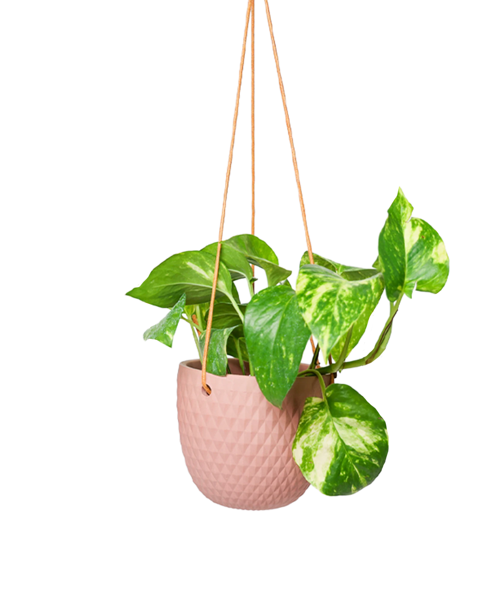 Chive Virago B clay terracotta ceramic hanging planter with no drainage styled with a plant.