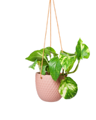 Chive Virago B clay terracotta ceramic hanging planter with no drainage styled with a plant.