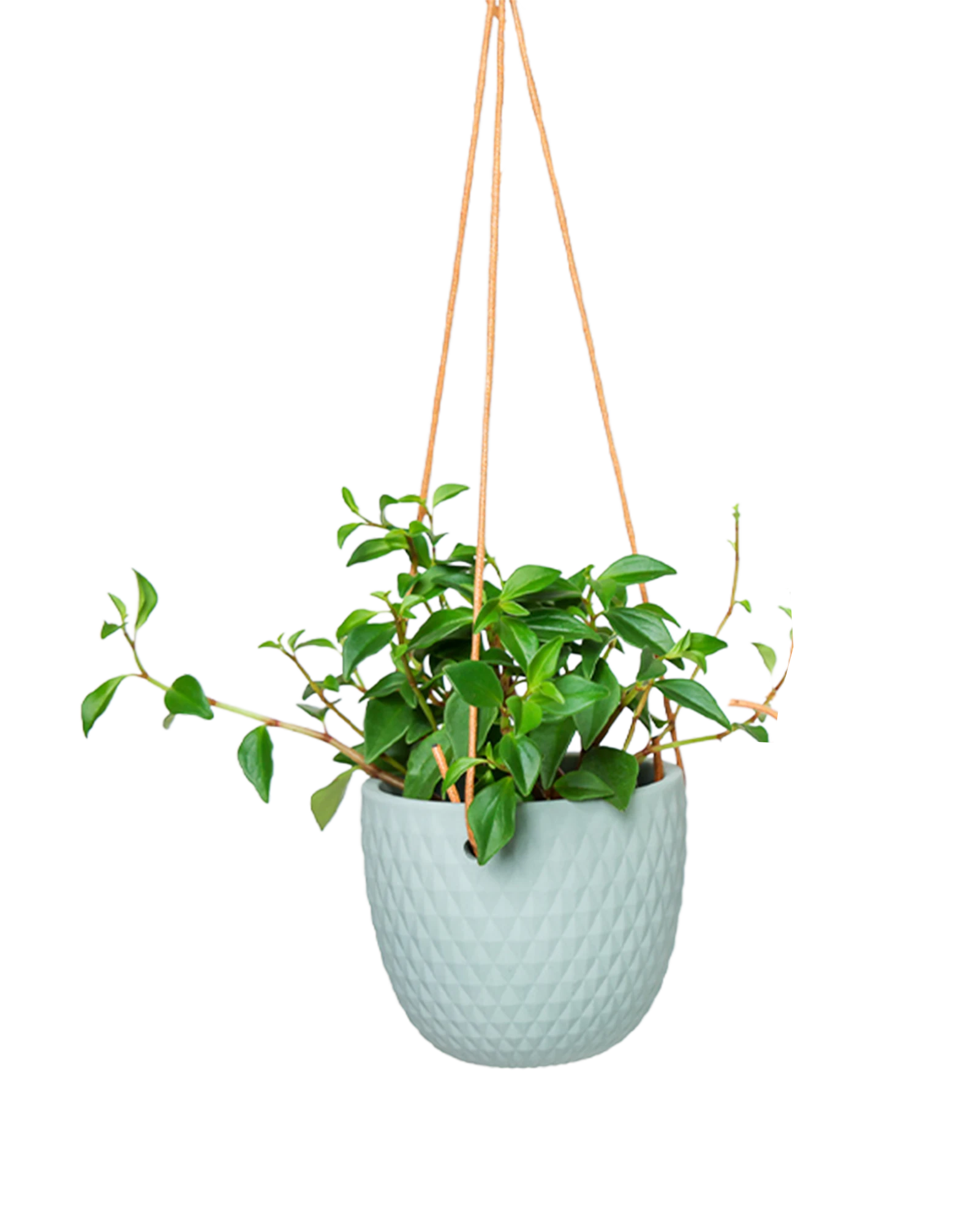 Chive Virago B peacock green ceramic  hanging planter with no drainage styled with a plant.