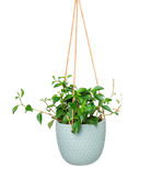 Chive Virago B peacock green ceramic  hanging planter with no drainage styled with a plant.