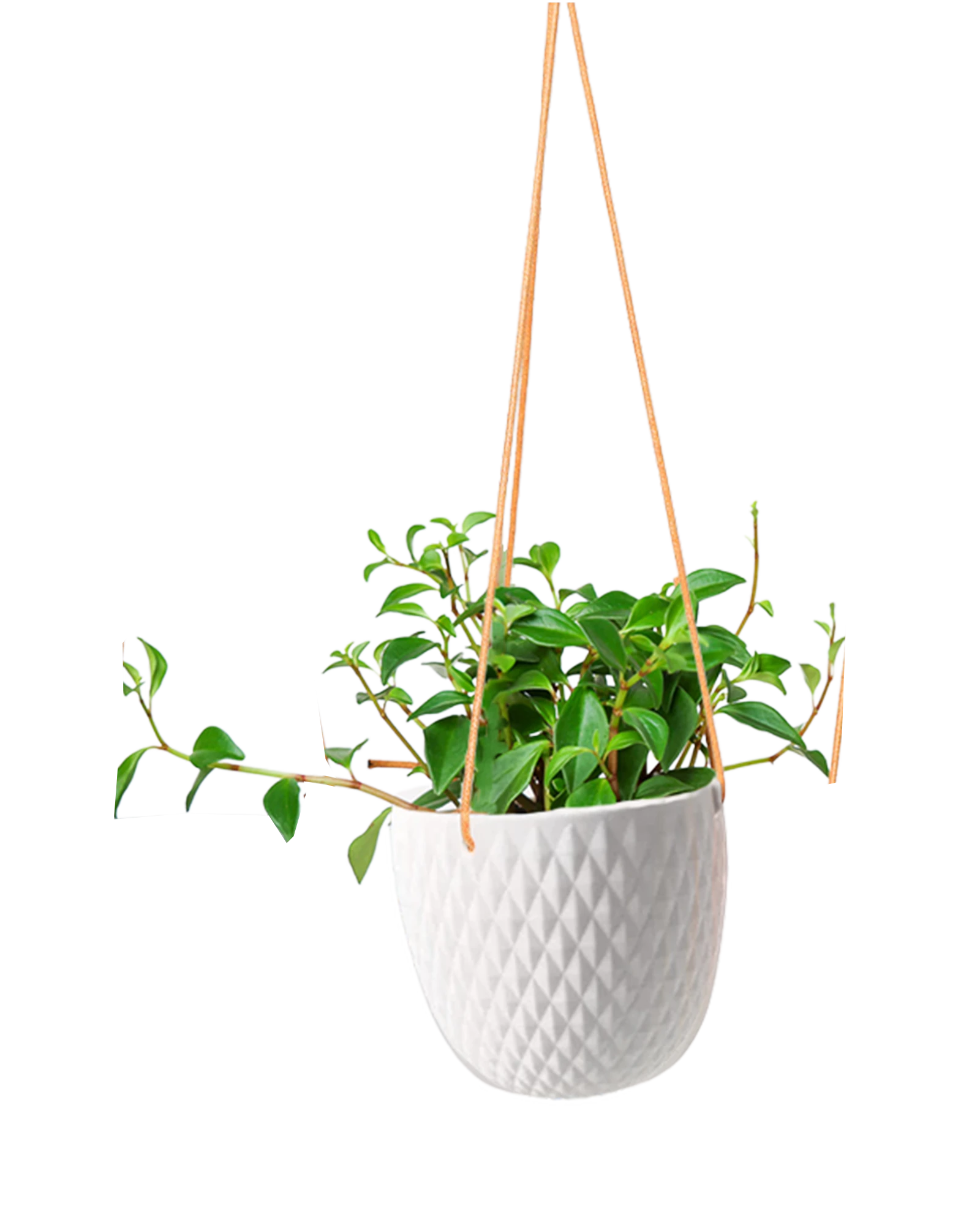 Chive Virago B white ceramic hanging planter with no drainage styled with a plant.