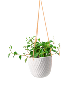 Chive Virago B white ceramic hanging planter with no drainage styled with a plant.