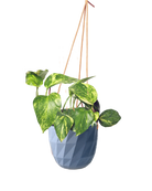 Chive Virago E blue grey ceramic hanging planter styled with a plant.