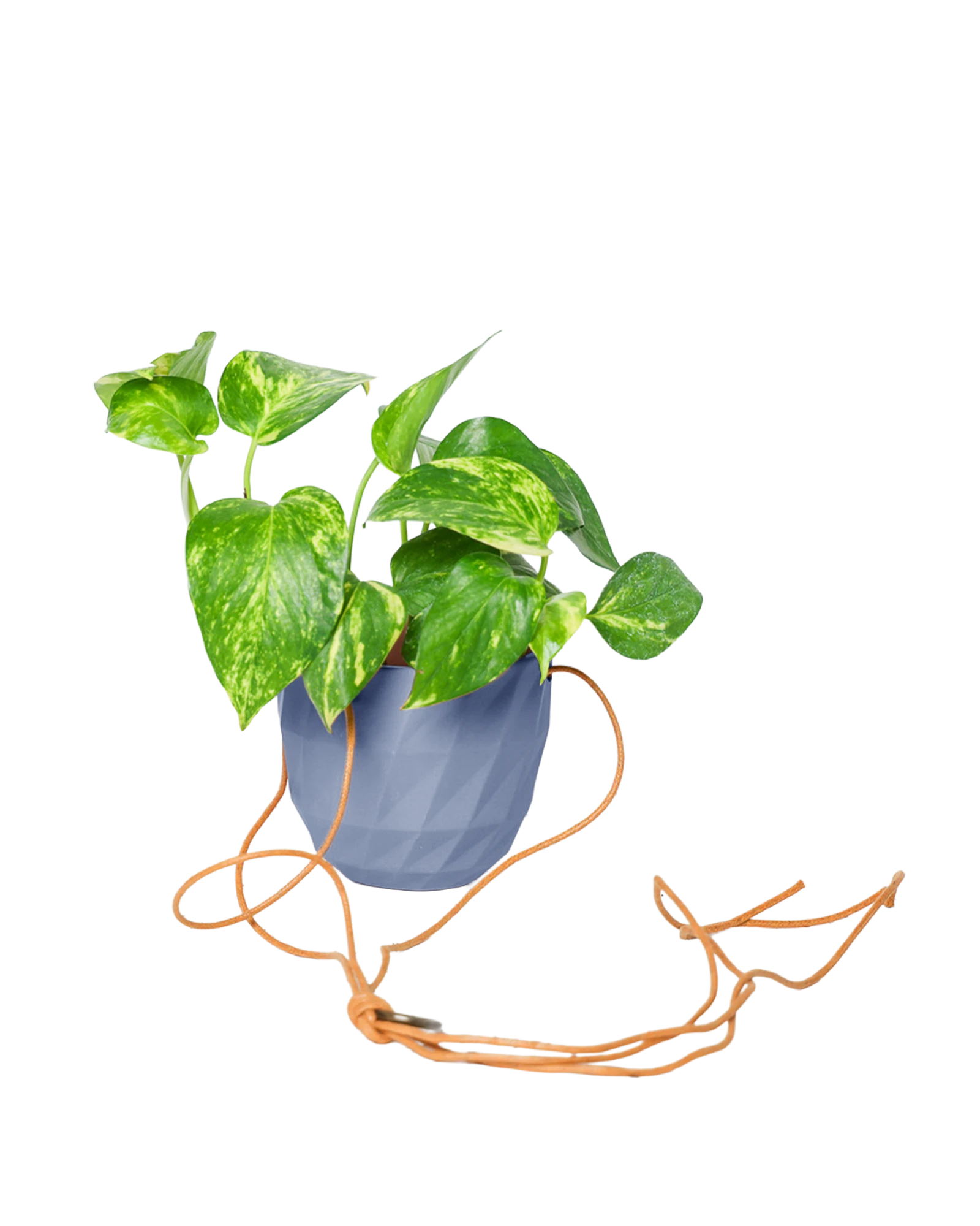 Chive Virago E blue grey ceramic  hanging planter styled with a plant, with loose cords.