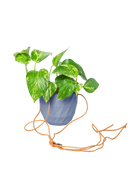 Chive Virago E blue grey ceramic  hanging planter styled with a plant, with loose cords.