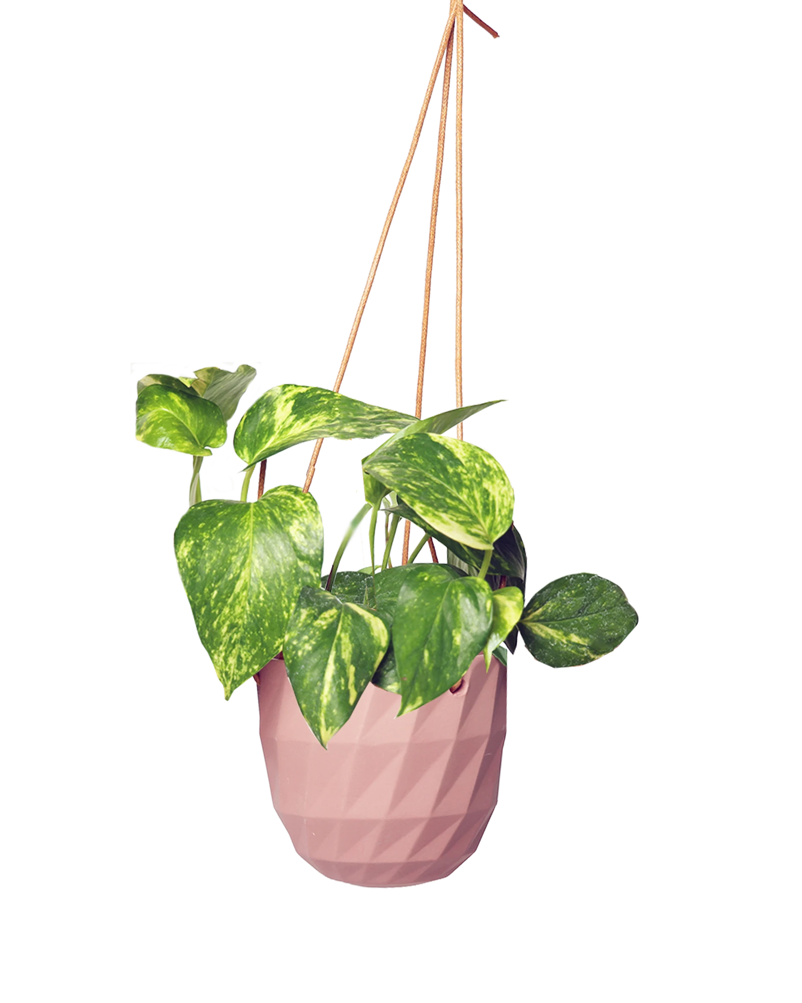 Chive Virago E clay terracotta ceramic  hanging planter styled with a plant.