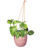 Chive Virago E clay terracotta ceramic  hanging planter styled with a plant.